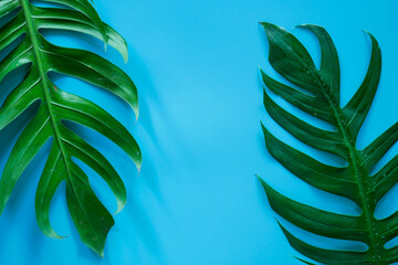 palm leaves for background