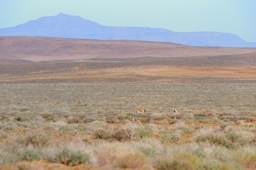 WINTER VIEWS OF THE KAROO DURING EXTENDED DROUGHT. South Africa 