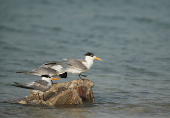 Greater Crested Terns perched on rock, Bahrain