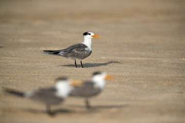 Greater Crested Tern at Busaiteen beach, Bahrain. A selective focus on the tern at the back