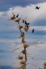 The great cormorants (Phalacrocorax carbo) in Bird sanctuary