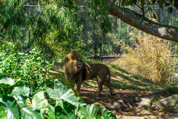 The king of animals lion