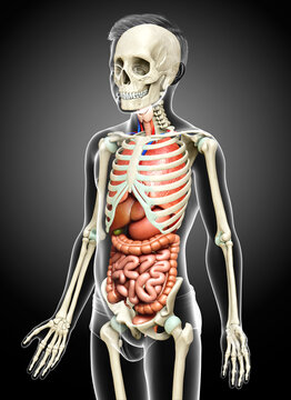 3d rendered medically accurate illustration of boy Internal organs and skeleton system