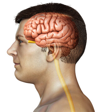 3d rendered medically accurate illustration of a male brain anatomy