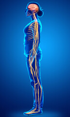 3d rendered medically accurate illustration of a female nervous system