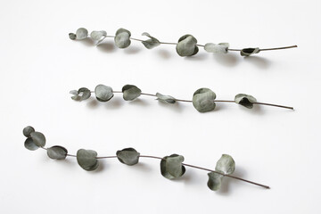 dried eucalyptus leaf isolated on white background