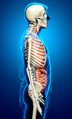 3d rendered medically accurate illustration of male  Internal organs and skeleton system