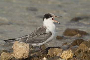 Fototapeta na wymiar Juvenile White-cheeked Tern calling.