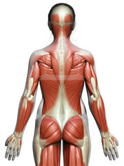3d rendered medically accurate illustration of a female muscle system