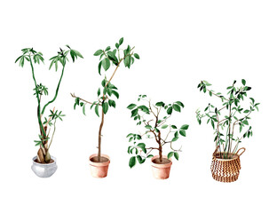 Watercolor  hand painted house green plants in flower pots. Potted laurel, ficus, pachira and tangerine tree. Home decor items. Set of floral elements isolated on white background.