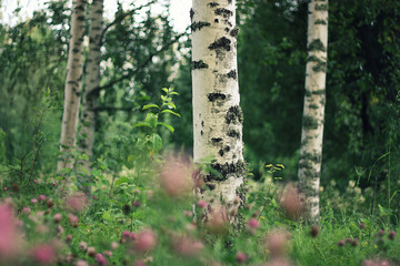 Birch forest with flowers. Green environment. Summer magic.