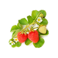 Strawberries Isolated on a white background.