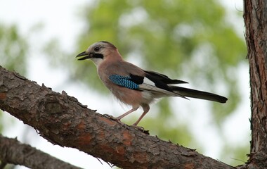 lilac breasted roller