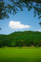 Fototapeta na wymiar 푸른 공원의 여름날의 모습