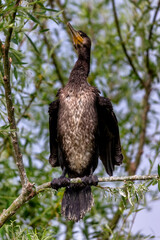 The great cormorants (Phalacrocorax carbo) in Bird sanctuary