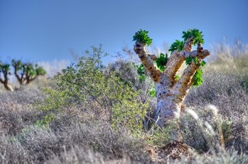 ADAPTATION  Highly adapted desert plant