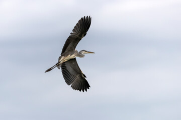 Obraz premium Agrey heron (Ardea cinerea) in Bird sanctuary, on Lake Kerkini, Greece