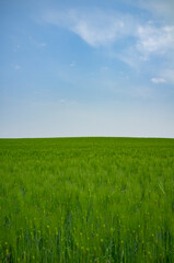 Fototapeta premium 푸른하늘아래 청보리밭 풍경 