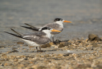 A pair of Greater Crested Terns at Busaiteen beach, Bahrain