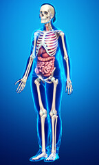 3d rendered medically accurate illustration of female  Internal organs and skeleton system