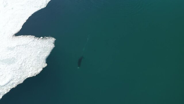 Aerial view of a sea otter in Prince William Sound, Alaska