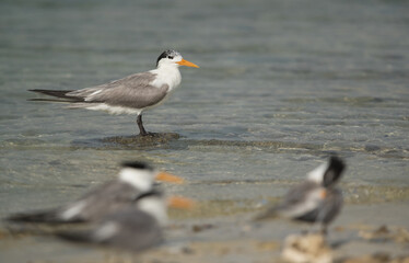 Greater Crested Tern in the water of Busaiteen beach. Selective focus