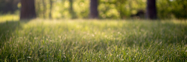 Obraz na płótnie Canvas Blurred Golden Backlit Dewy Grass