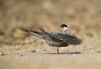 White-cheeked Tern preening, Bahrain