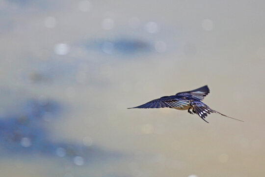 swallow in flight