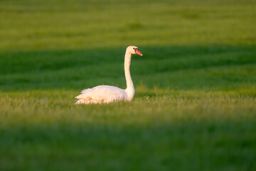 Mute swan in meadow in evening sunlight.