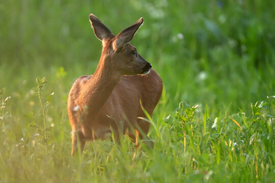 Roe deer between tall grass in evening sunlight.