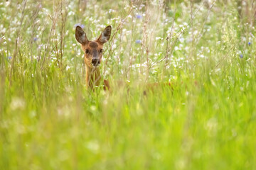 Deer between white flowers in summery meadow.