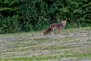 fuchs