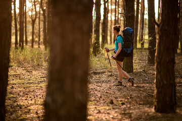 Obraz premium view of woman with backpack and sticks for walking in pine forest