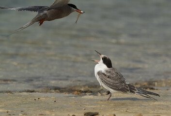 A juvenile White-cheeked Tern calling for food, Bahrain .