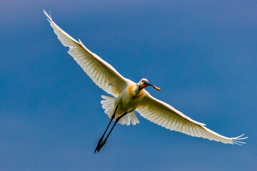 A Eurasian spoonbill in Bird sanctuary, on Lake Kerkini, Greece