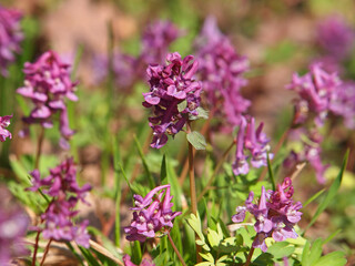 Hollowroot or holewort plant with purple flowers, Corydalis cava