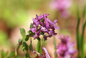 Obraz premium Hollowroot or holewort plant with purple flowers, Corydalis cava
