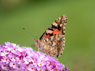 Macro of a peacock butterfly on a  purple flower