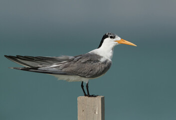 Greater Crested Tern perched on wooden log at Busaiteen beach, Bahrain