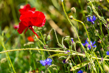 Fototapeta premium mohnblume