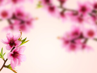 Pink peach blossom frame background	