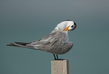 Greater Crested Tern preening, Bahrain