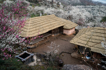 대한민국 전통 가옥의 모습 매화와 어우러진