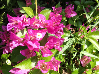 bougainvillea glabra spectabilis pink purple by wooden fence