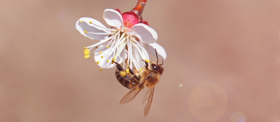 Bee on blooming apricot in early spring	