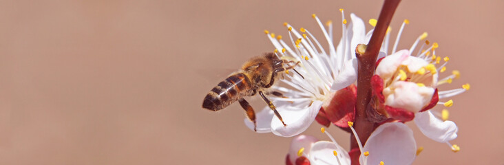 Bee on blooming apricot in early spring 