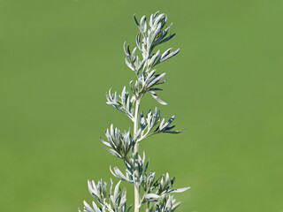 Absinthe or grand wormwood plant, Artemisia absinthium