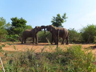 Fototapeta premium Two elephants fights against each other