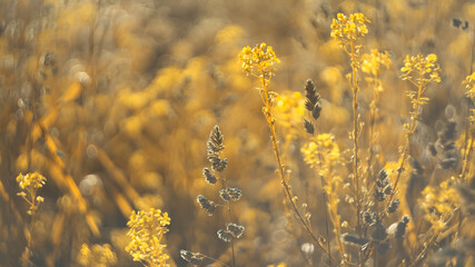 summer background. morning misty summer meadow grass panicles rising sun
